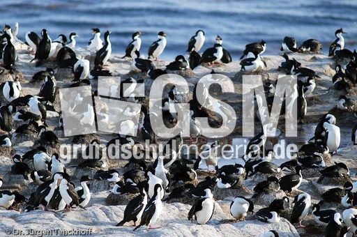 Königskormoran (16 von 19).jpg